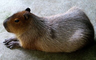 Capybara (Hydrochoerus hydrochaeris) portrait