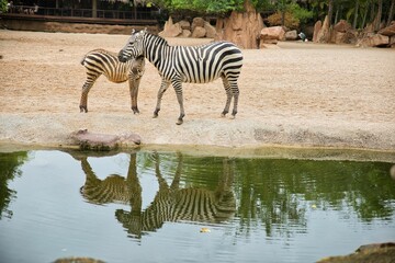 Fototapeta na wymiar Long distance shot of a zebra mother with her baby, which are both reflected in the water, in the background a rocky landscape with trees.