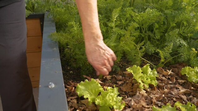 CLOSE UP: Gentle hands uprooting big ripe orange carrot from raised bed garden. Bountiful summer harvest of healthy and organic vegetable grown in thriving permaculture raised-bed garden in backyard.