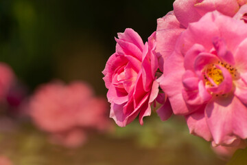 Pink rose, flower of the woody perennial flowering plant, genus Rosa , family Rosaceae. There are over three hundred species and tens of thousands of cultivars. Winter moring dew drops on the petals.