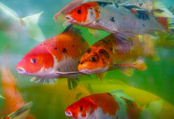 The colorful koi fishes swimming in the glass tank