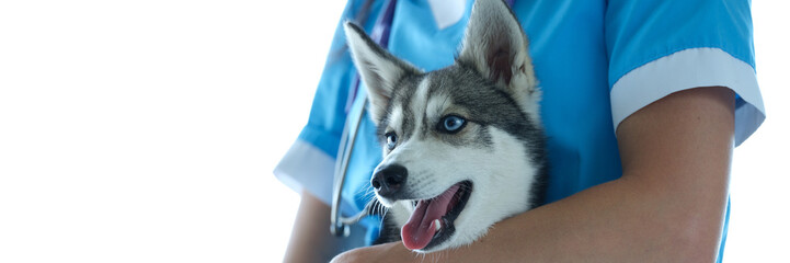 Veterinarian and beautiful little husky dog in veterinary clinic