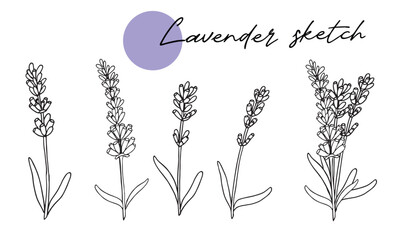 lavender sketch vector set doodle line art hand drawn © Elena
