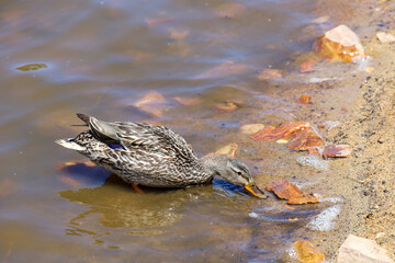 A female mallard duck at Boulder Bay Park in Big Bear Lake, California.