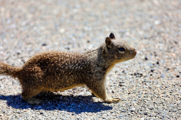 A ground squirrel at East Pubic Launch Ramp area in Big Bear Lake in California.