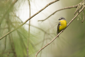 Obraz premium Pompous Gaze - Filled with joy and agility an Eastern Yellow Robin rests in a pine tree while he observes the area around him. 