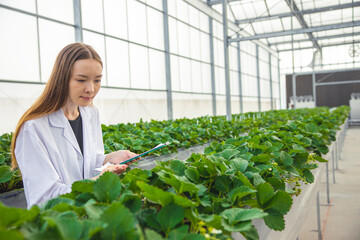 agriculture scientist in greenhouse organic strawberry farm for plant research smart working woman.