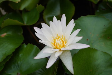 lotus flowers in the tub
