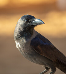 Portrait of a black crow in the park.