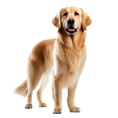 golden retriever. Happy dog ​​on transparent background. generative AI - obrazy, fototapety, plakaty