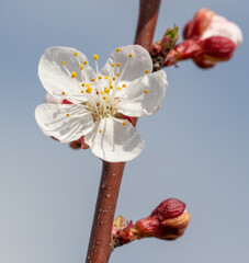 Flowers on an apricot tree in spring.