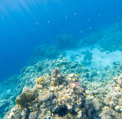 Plakat Coral reef under sea water.