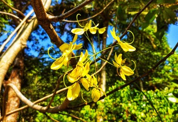 Kanikkonna, Golden tree flower 