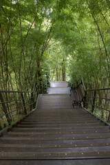 Path in the Bamboo Forest.