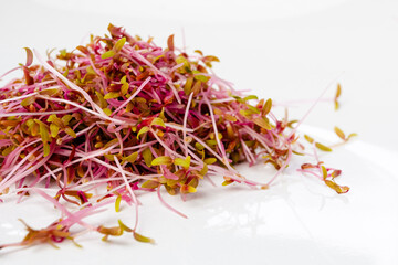 Obraz premium Heap of red amaranth microgreen shoots macro shot. Amaranth sprouts on the plate close up. Healthy food concept
