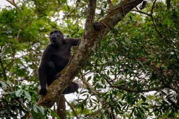 Obraz premium Western lowland gorilla (Gorilla gorilla gorilla) in tree. Odzala-Kokoua National Park. Cuvette-Ouest Region. Republic of the Congo
