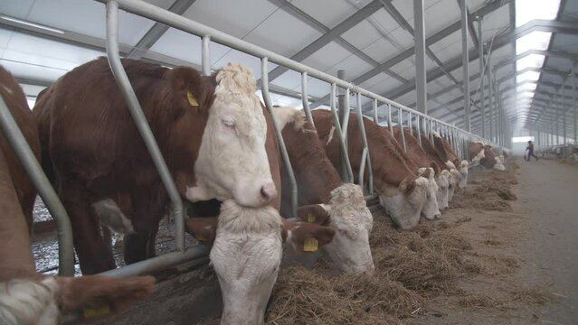 This stock video shows a farm breeding Simmental breed of cows. This video will decorate your projects related to agriculture, animal husbandry, cattle breeding, breeding of pedigreed animals.