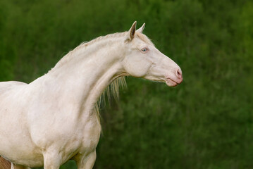 Beautiful andalusian breed horse in summer