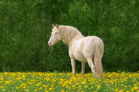 Beautiful andalusian horse in the field with flowers