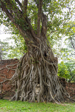 Stone Buddha Head Statue trapped in Bodhi Tree Roots in Wat Mahathat.