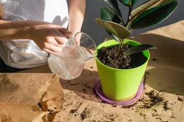 Water the ficus with water. Replant indoor plants. Maintaining the required humidity level