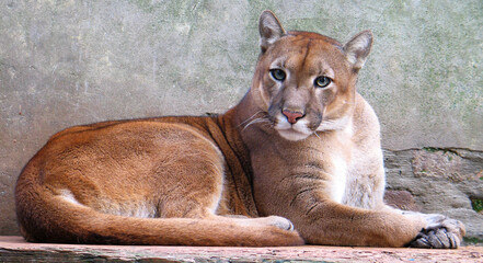 Cougar (Puma concolor) portrait © Hipokamp
