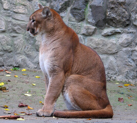 Cougar (Puma concolor) portrait © Hipokamp