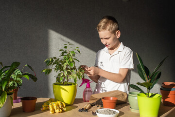 The child's hands take care of Benjamin's ficus, loosen the ground with a soil tool, fertilize