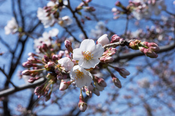 桜の花
