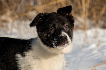 portrait of a dog in winter nature.