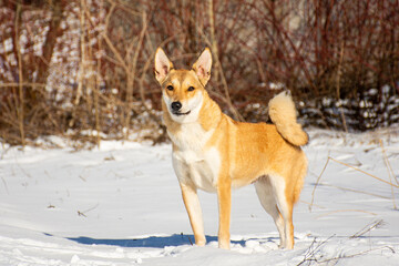 portrait of a dog in winter nature.