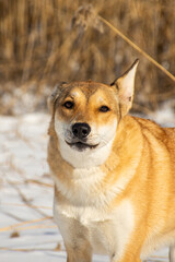 portrait of a dog in winter nature.