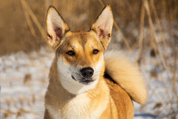 portrait of a dog in winter nature.