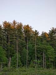 pine forest in autumn in the sunset in new hampshire, new england, united states of america