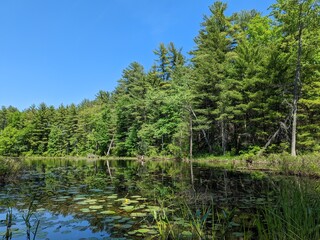 lake in the woods in the area of new hampshire, region of new england, in the united states of america