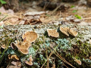 mushrooms on a tree with moss in the forests of new england in united states of america