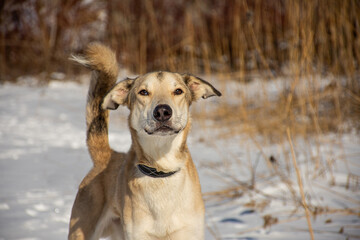 portrait of a dog in winter nature.