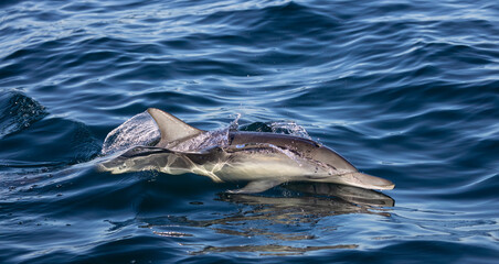 Fototapeta premium dolphin in the water, dolphin jumping out of water