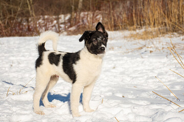 portrait of a dog in winter nature.