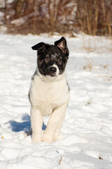 portrait of a dog in winter nature.