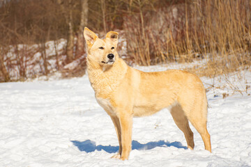 portrait of a dog in winter nature.