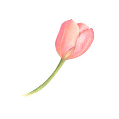 Pink tulip flower in watercolor isolated on a white background.