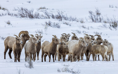 sheep in snow, bighorn sheep, Wyoming , Grand Teton 