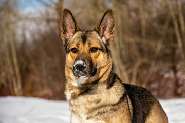 portrait of a dog in winter nature.