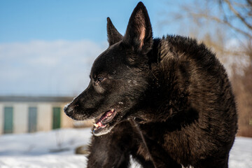 portrait of a dog. A stray dog. A mongrel dog. a dog on a walk in winter.