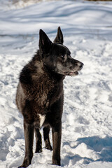 portrait of a dog. A stray dog. A mongrel dog. a dog on a walk in winter.