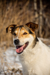 portrait of a dog in winter nature.