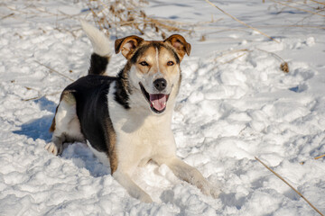 portrait of a dog in winter nature.