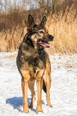 portrait of a dog in winter nature.