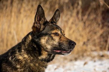 portrait of a dog in winter nature.